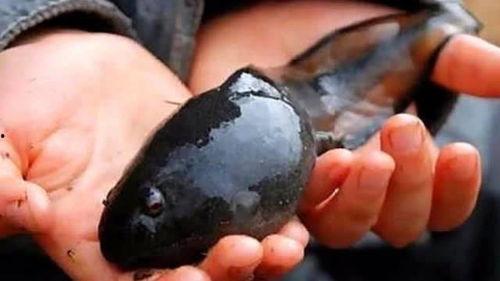 从蝌蚪变成人全集视频,生命奇迹的演变之旅